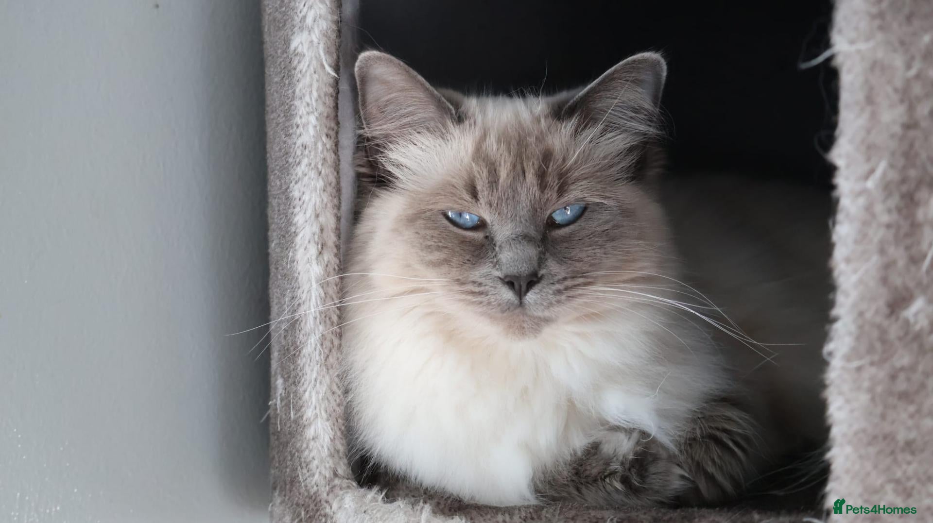 Ragdoll cats Beautiful GCCF Ragdoll - Advert 2