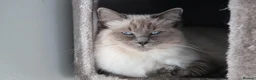 Ragdoll cats for sale: Beautiful GCCF Ragdoll - Advert 1