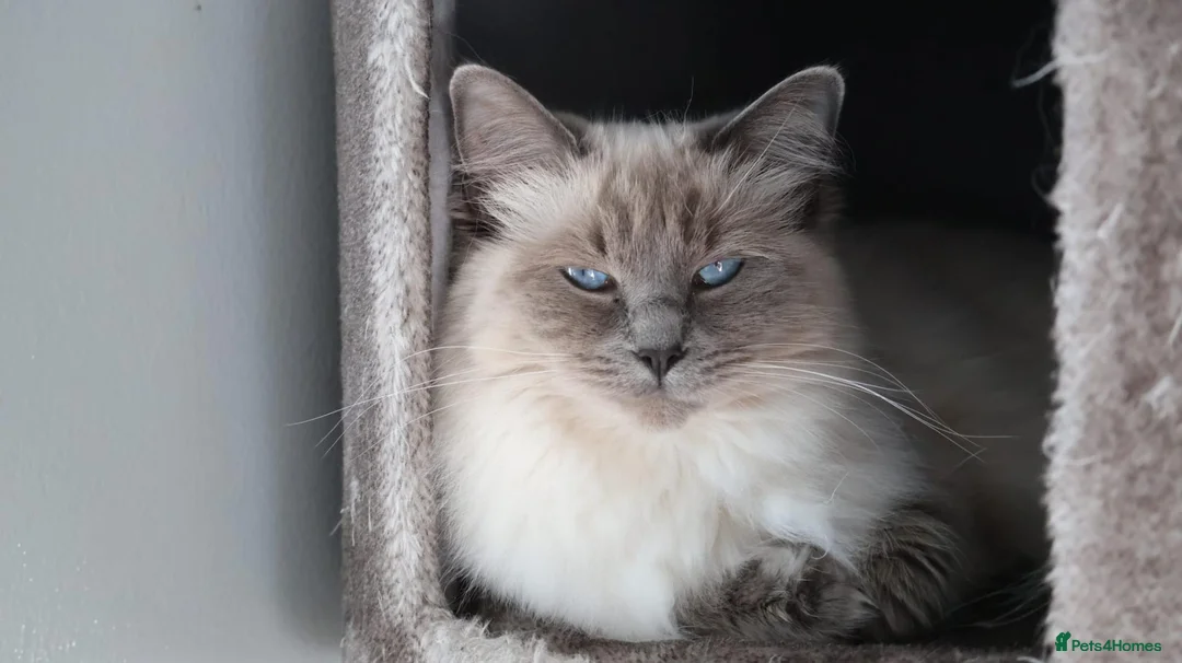 Ragdoll cats for sale: Beautiful GCCF Ragdoll - Advert 1