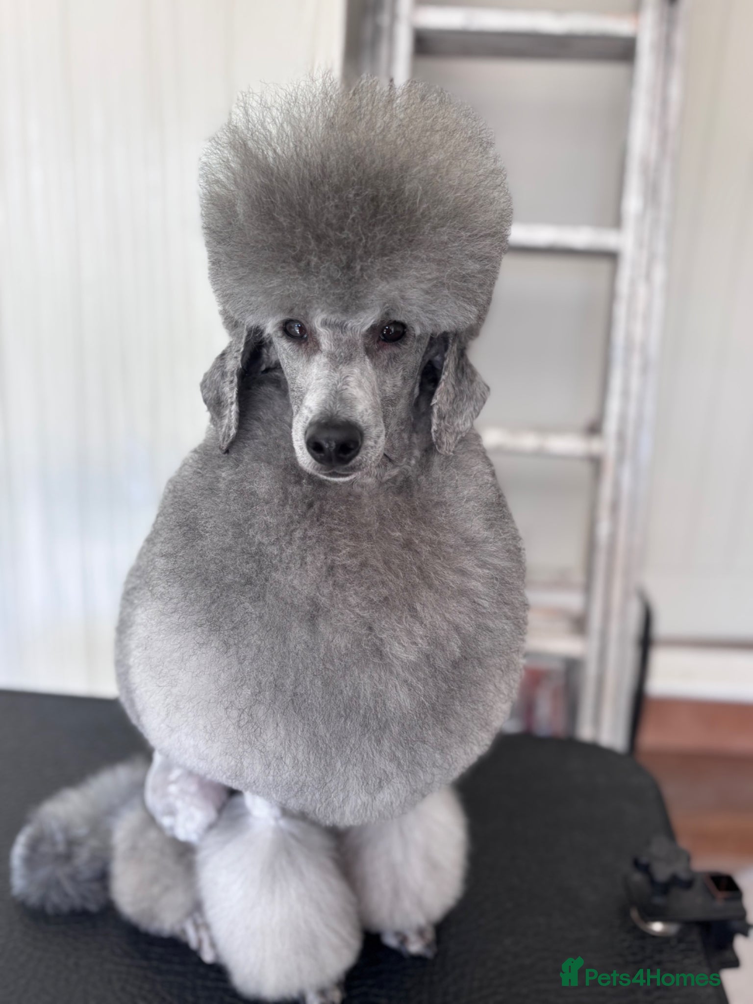 Maltipoo dogs for sale: Outstanding Health tested F1 maltipoo - Advert 8
