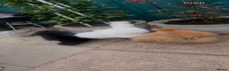 Hens poultry for sale: 2 silkie hens  - Advert 14