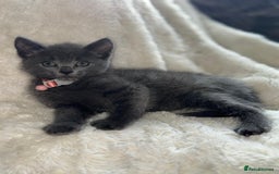 Mixed Breed cats for sale: Beautiful mix breed kittens  - Image 8