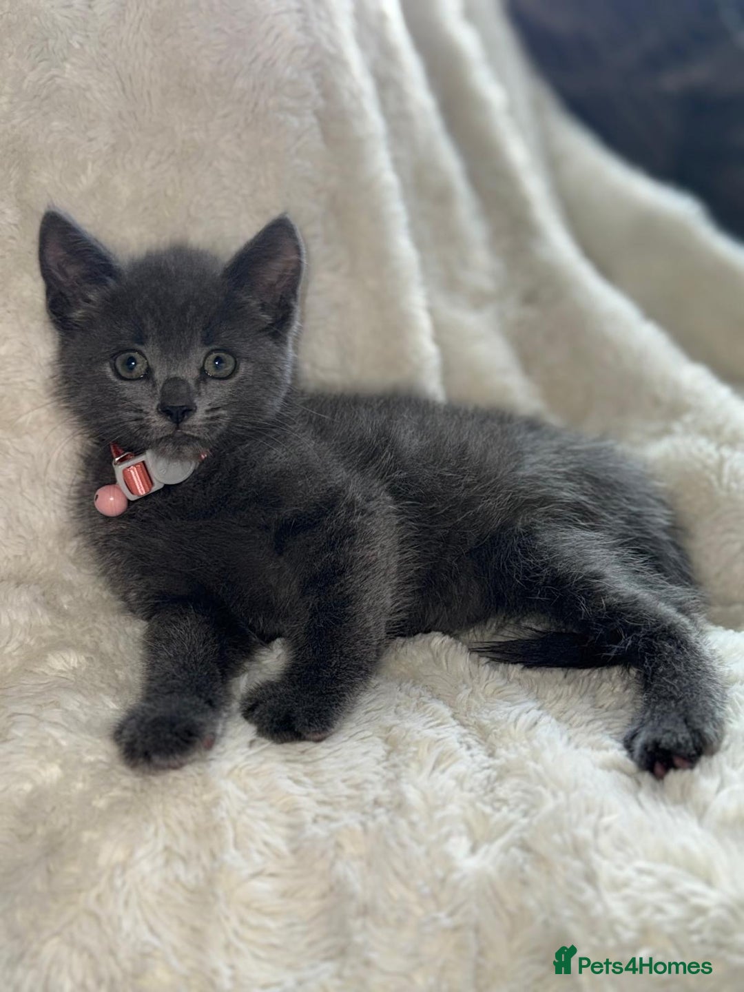 Mixed Breed cats for sale: Beautiful mix breed kittens  - Image 8