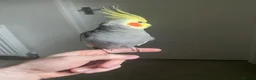 Cockatiels birds for sale: 4 Adult Cockatiels (2M, 2F) (Cages Included) - Advert 5