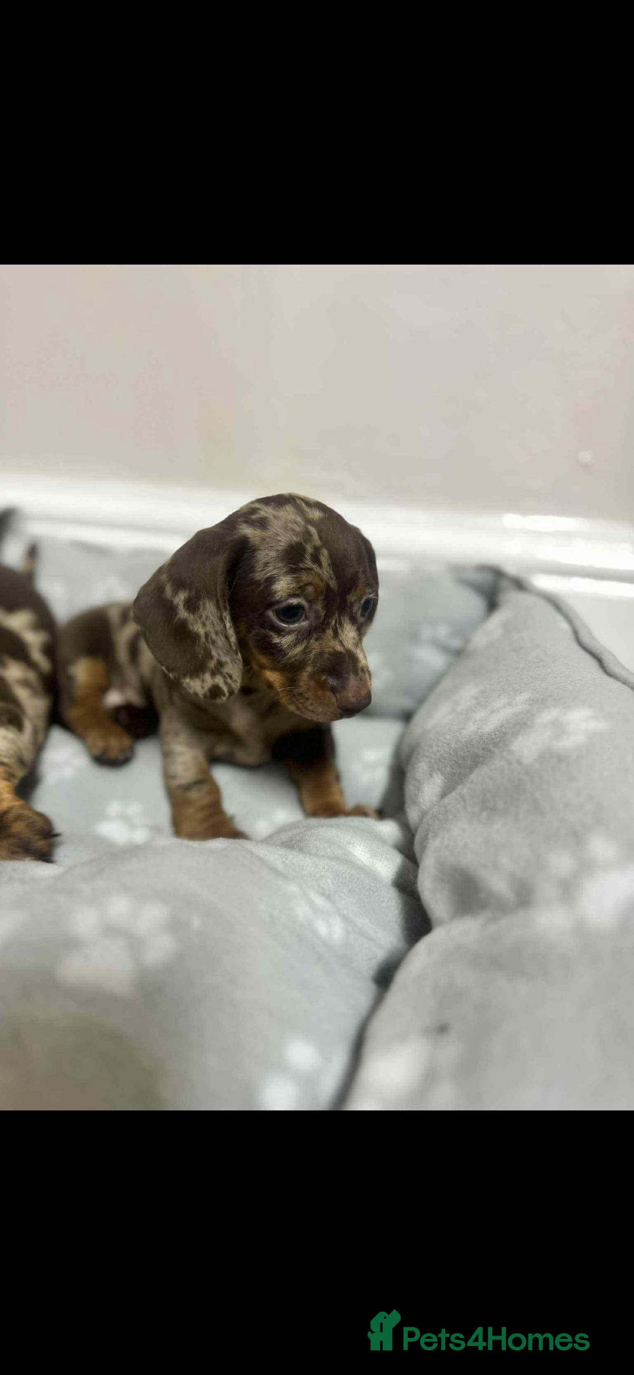 Dachshund dogs Dachshund puppies - Advert 1