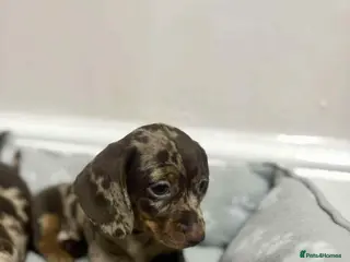 Dachshund dogs Dachshund puppies - Advert 1