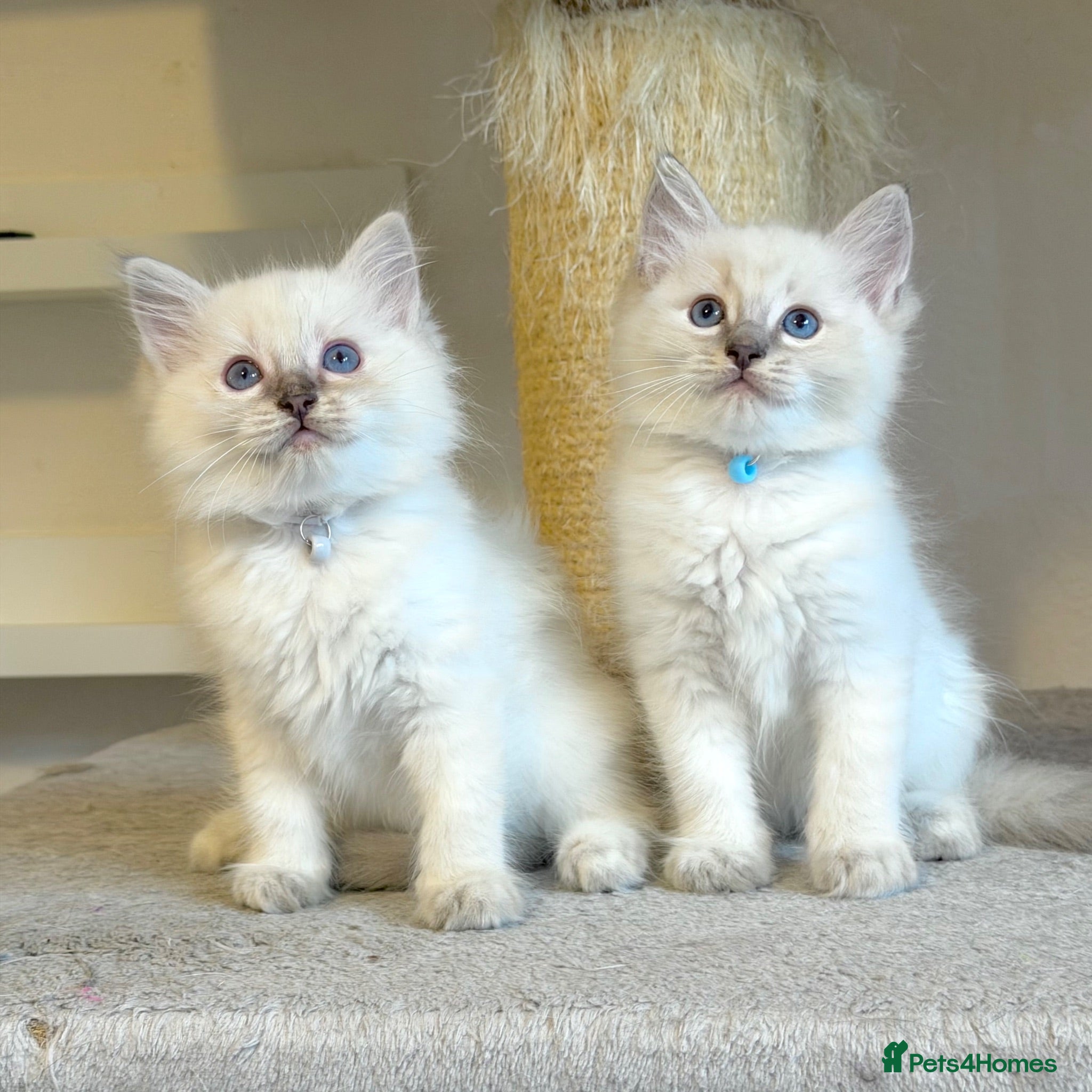 Ragdoll cats 1 Boy & 1 Girl Left - TICA Registered - Advert 2