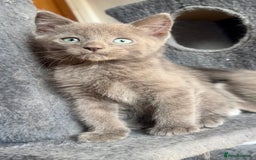 Mixed Breed cats for sale: Stunning Maine coon cross ragdoll kittens - Image 2