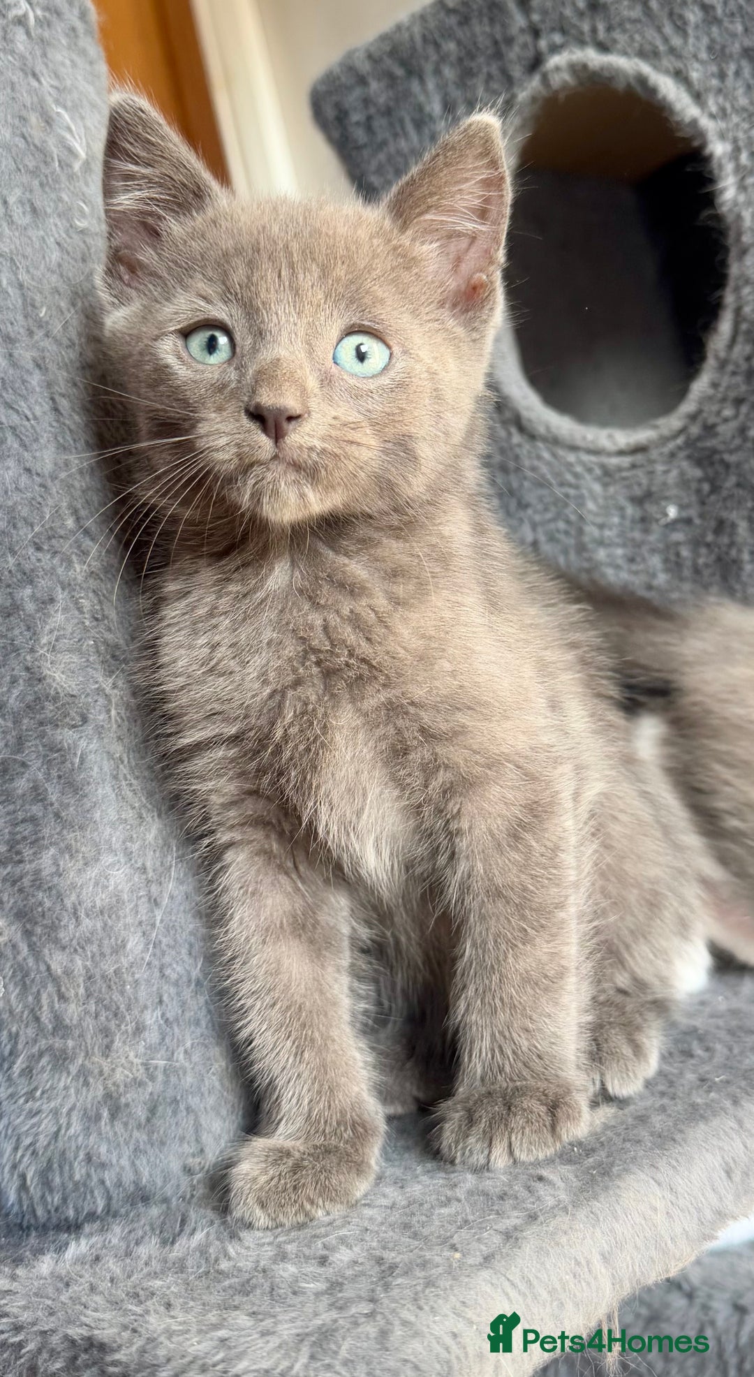 Mixed Breed cats for sale: Stunning Maine coon cross ragdoll kittens - Image 2