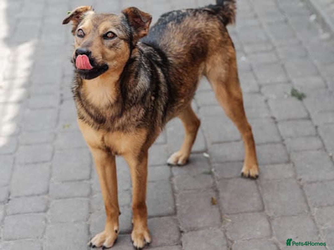 Mixed Breed dogs for adoption: ❤️Jessy❤️ - gentle 2 yo medium-sized girl - Advert 6