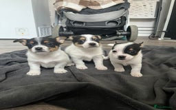 Mixed Breed dogs for sale: Beautiful small jack Russell/ chihuahua  - Image 3
