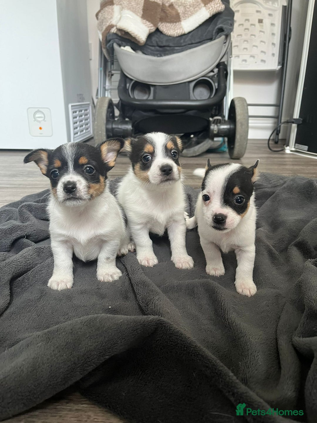 Mixed Breed dogs for sale: Beautiful small jack Russell/ chihuahua  - Image 3