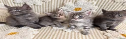Maine Coon cats for sale: Tica Registered 5 Russian Mainecoon   - Advert 10