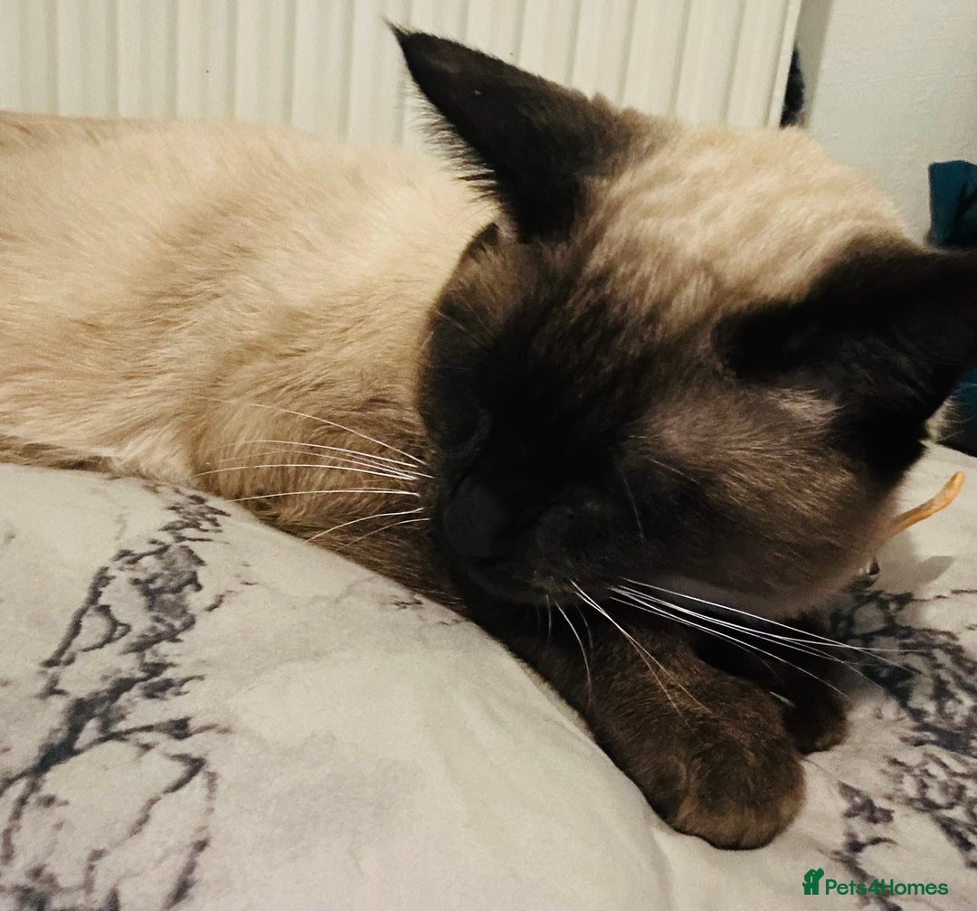 Mixed Breed cats for sale: Musa  - Advert 8