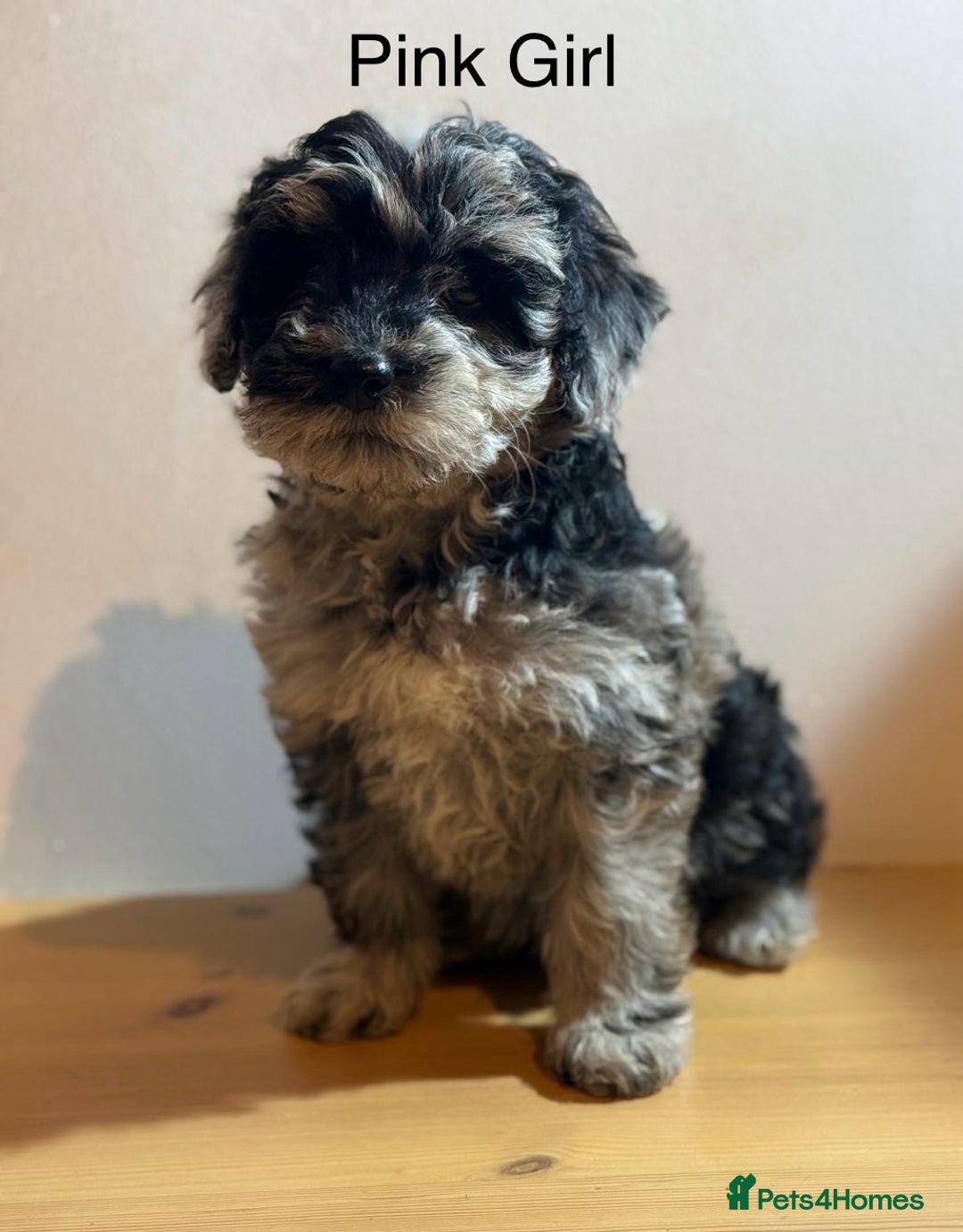 Mixed Breed dogs for sale: Stunning litter of 3/4 Toy Poodle X Welsh Collie - Advert 14