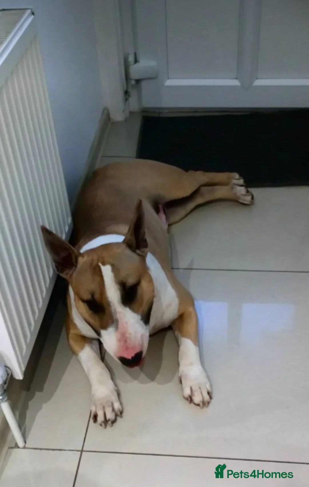 English Bull Terrier dogs for stud: Quality Kc Registered Red & White in Southampton - Advert 14