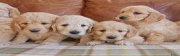 Mini Goldendoodle dogs for sale: Quality Health Tested F1 Miniature Goldendoodles  - Advert 3