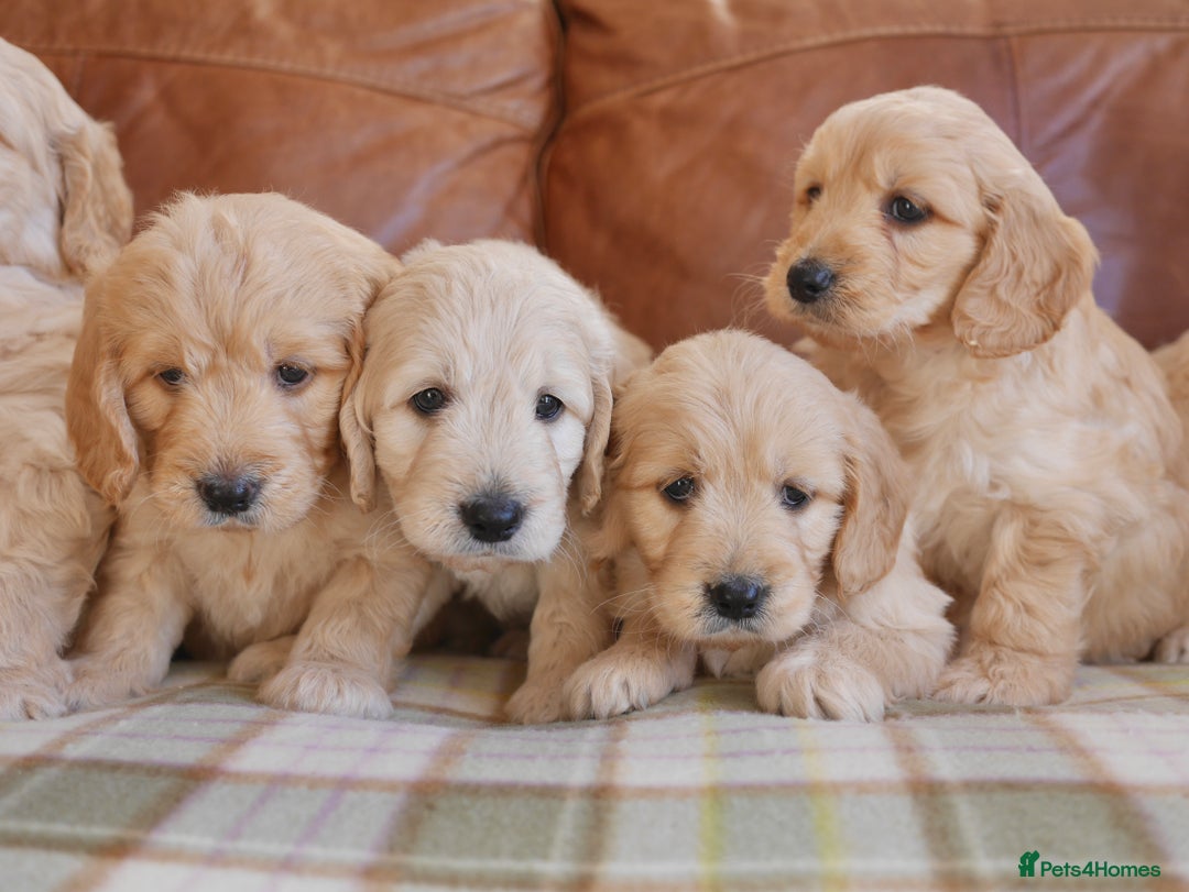 Mini Goldendoodle dogs for sale: Quality Health Tested F1 Miniature Goldendoodles  - Advert 3