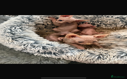 Sphynx cats for sale: Sphynx kittens for sale  - Image 5