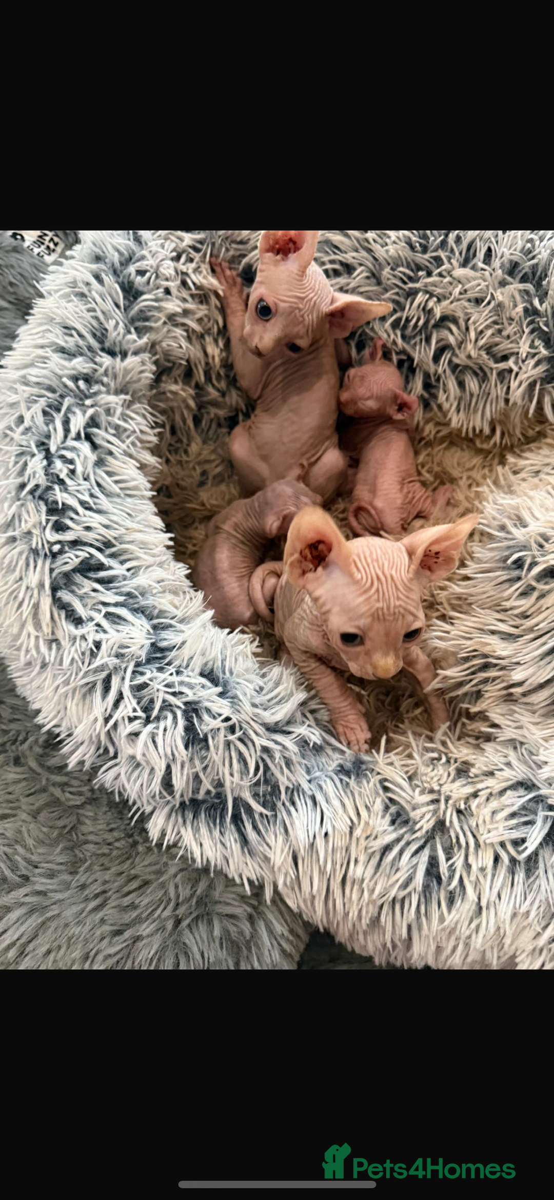 Sphynx cats for sale: Sphynx kittens for sale  - Image 5