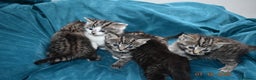 Mixed Breed cats for sale: 5 gorgeous kittens for reservation  - Advert 7