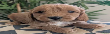 Cavapoo 1