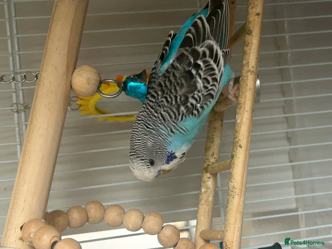 Budgerigars birds for sale: Two young budgies with setup included. - Advert 4