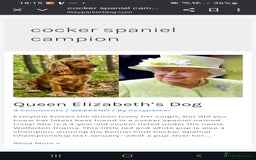 Cockapoo dogs for sale: KC CH LINE LIVER COCKER SPANIEL BITCHES - Advert 9