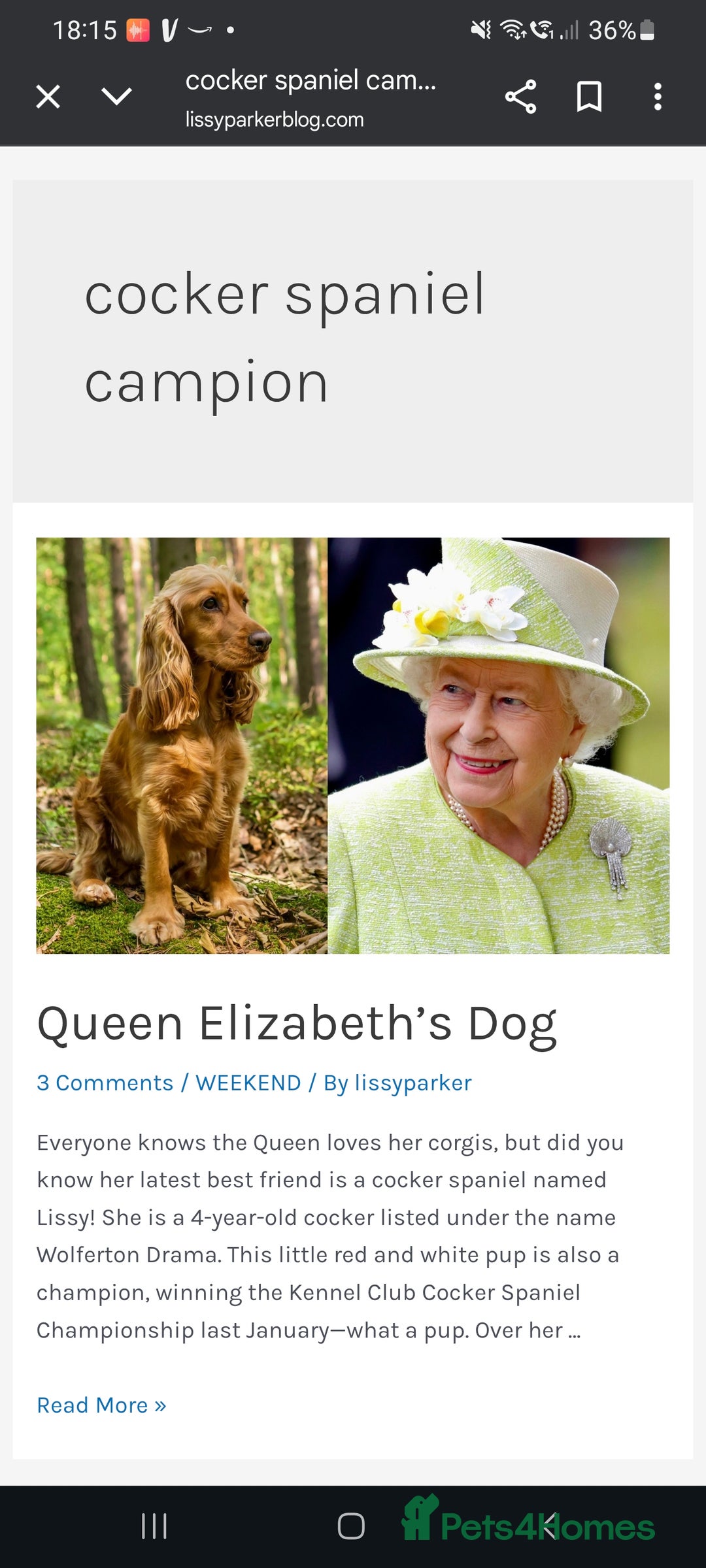 Cockapoo dogs for sale: KC CH LINE LIVER COCKER SPANIEL BITCHES - Advert 9