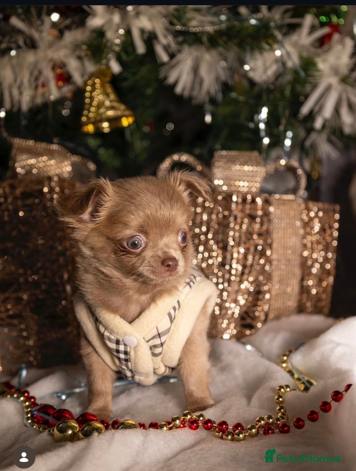 Chihuahua dogs Longhair female chihuahua  - Advert 1