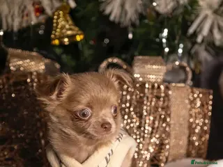 Chihuahua dogs Longhair female chihuahua - Advert 1