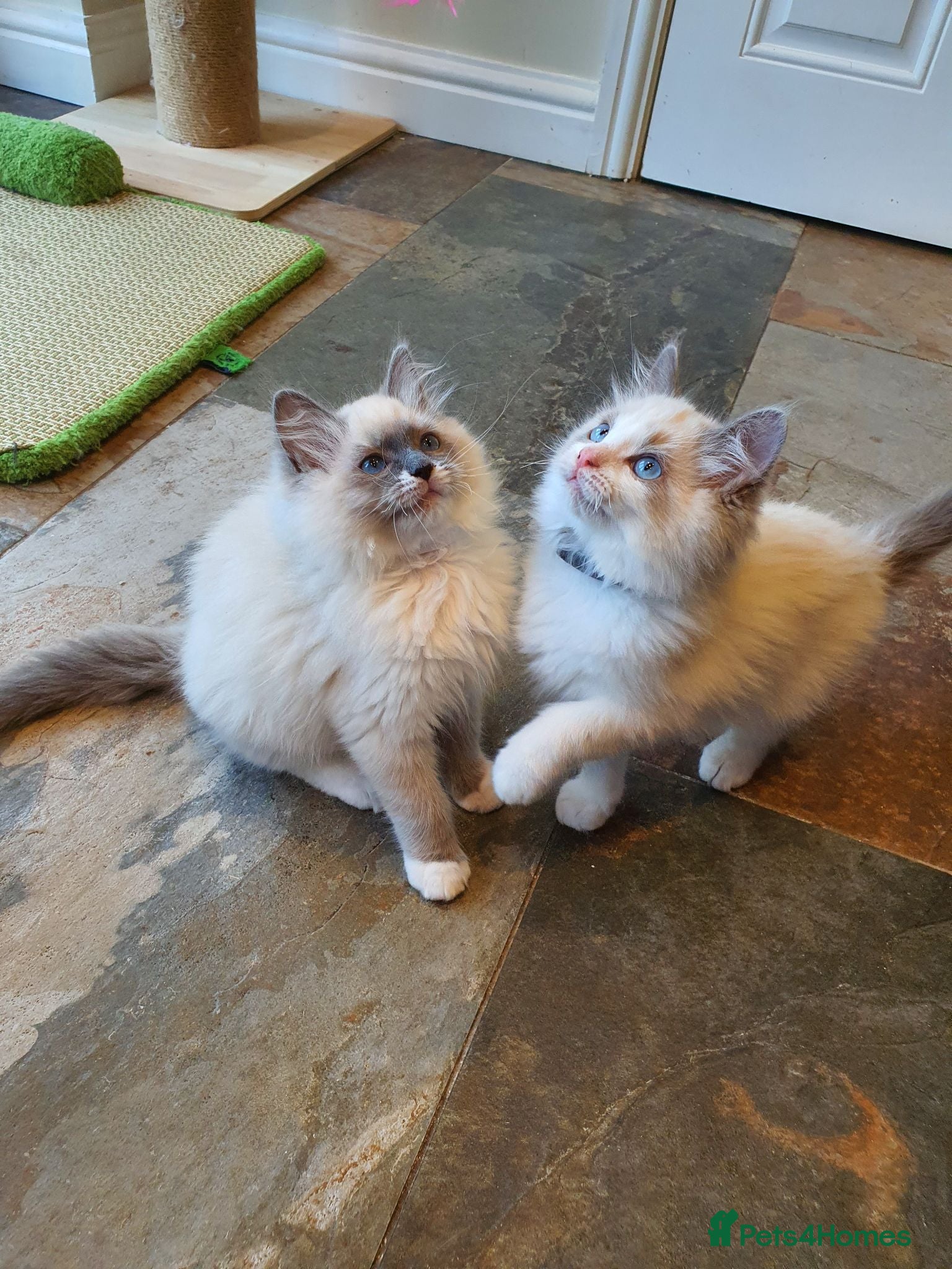 Ragdoll cats 💖Very Beautiful GCCF Registered Ragdoll Kittens. - Advert 2