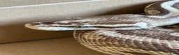 Python Snake reptiles for sale: Ball Python (Male) with Full Setup – Approx. 6Yrs in Derby - Advert 3