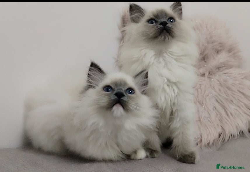 Ragdoll cats 💕Ragdoll kittens Tica registered  - Advert 1