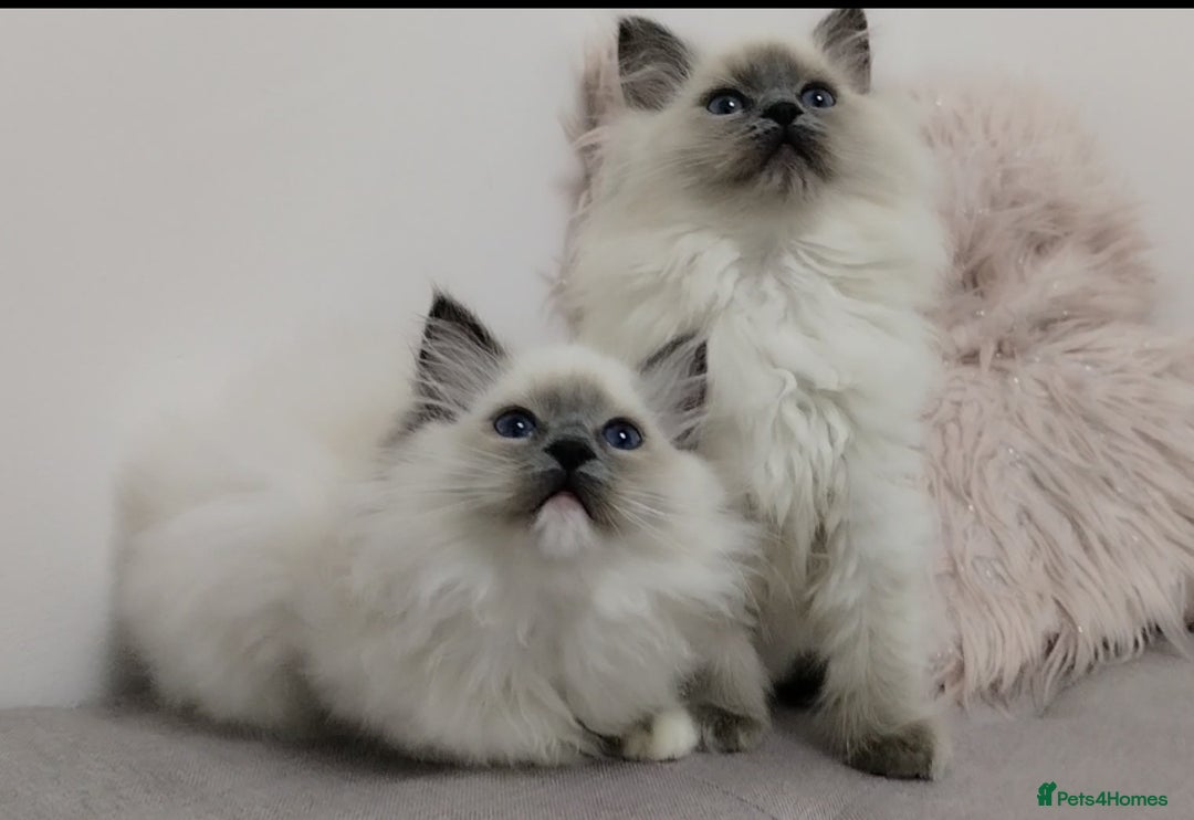 Ragdoll cats for sale: 💕Female Ragdoll kitten TICA registered  - Advert 1