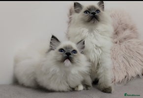 Ragdoll cats 💕Ragdoll kittens Tica registered - Advert 6