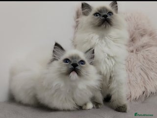 Ragdoll cats 💕Ragdoll kittens Tica registered - Advert 10