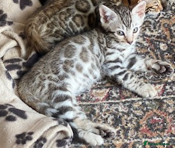 Bengal cats  Stunning Full Pedigree Rosetted Bengal Kittens - Advert 11