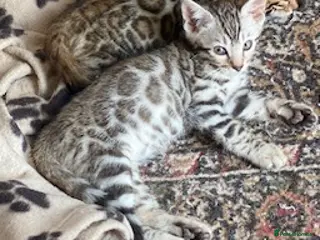 Bengal cats Stunning Full Pedigree Rosetted Bengal Kittens - Advert 2