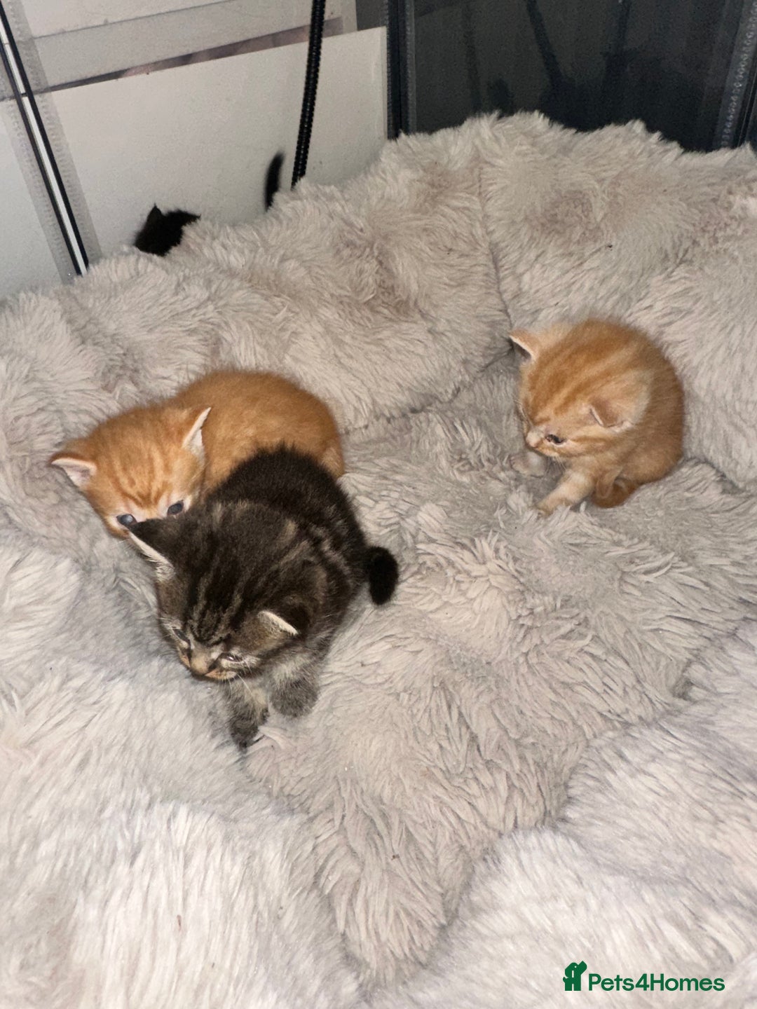 Maine Coon cats for sale: 5 MAINE COON X BABIES FOR SALE  - Advert 12