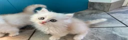 Persian cats for sale: Persian kittens in Rugby - Advert 34