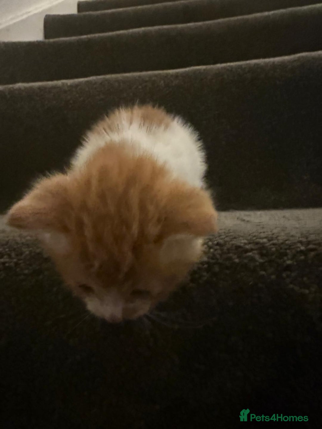 Mixed Breed cats for sale: 5 KITTENS IN SEARCH OF THEIR FOREVER HOMES  - Advert 5