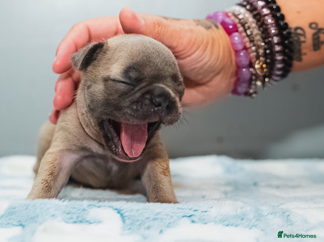 French Bulldog dogs for sale: 5 boys and 3 girls - DEPOSITS BEING TAKEN - Advert 25