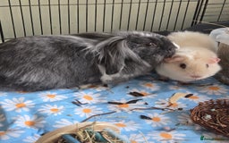 Mini Lion Lop rabbits for sale: Looking for experienced bunny home - Advert 2