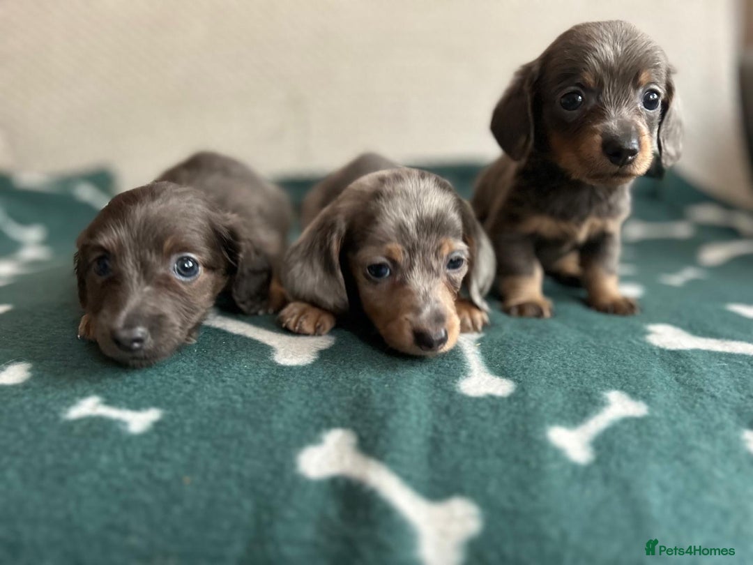 Miniature Dachshund dogs for sale: ***long haired mini dachshunds **** - Image 10