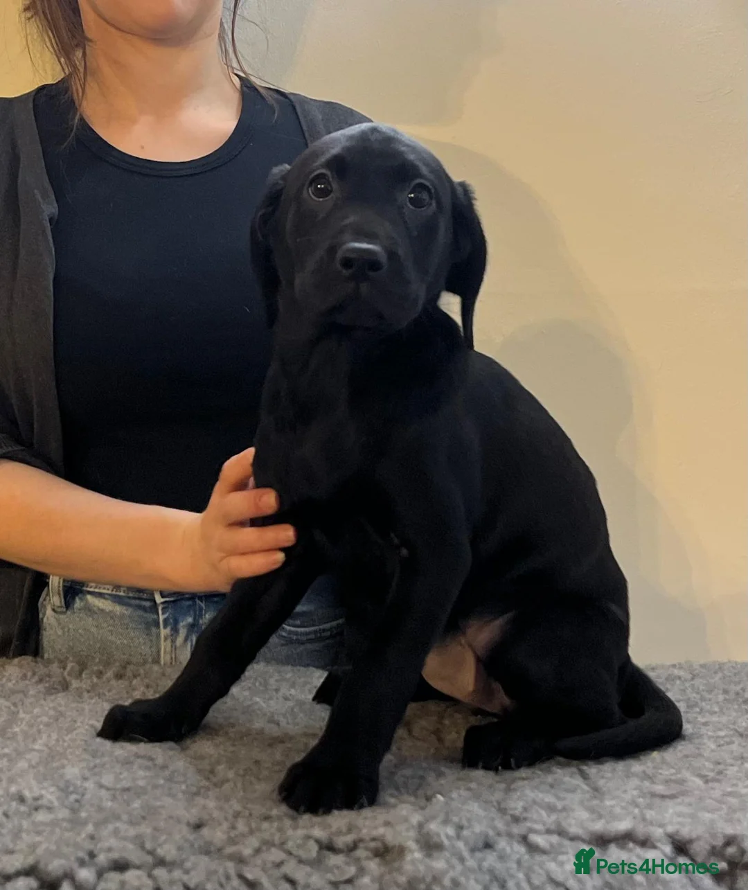 Labrador Retriever dogs for sale: KC registered working Labrador Retreiver puppies - Advert 8