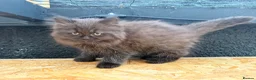 British Longhair cats for sale: Rainbow litter of show quality kittens  - Advert 14