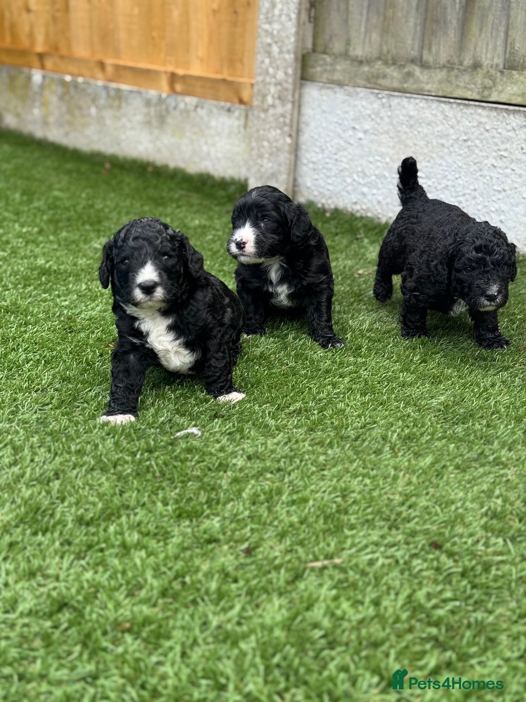 Sheepadoodle dogs for sale: Miniature Sheepadoodles (F1) - Image 8