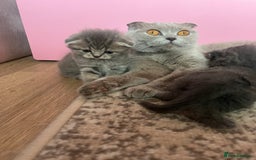 Scottish Fold cats for sale: Stunning long hair Scottish fold  - Image 10