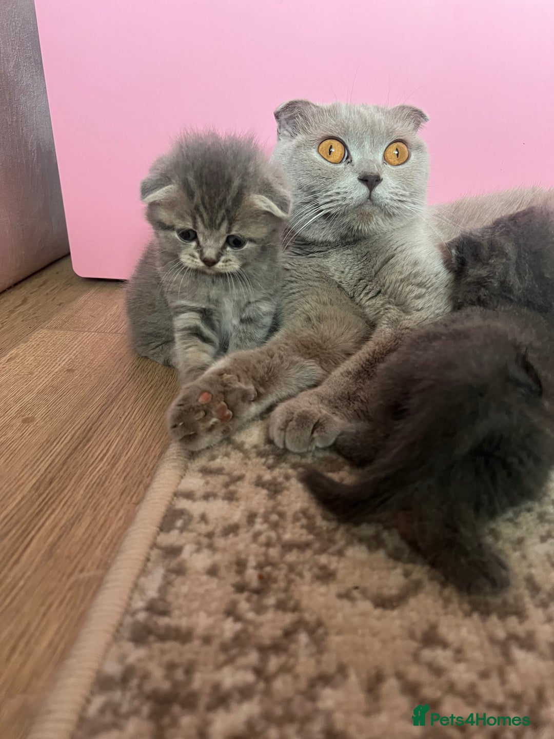 Scottish Fold cats for sale: Stunning long hair Scottish fold  - Image 10